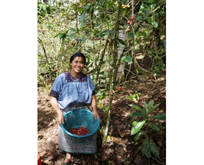 Harvest of BF®-certified coffee